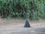 14127 Baboon with baby.jpg